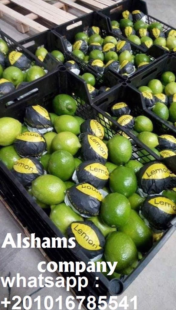 Product image - we exporter of Egypt alshams company for general import and export agricultural crops.
 -We would like to offer our Fresh lemon  
Origin: Egypt🇪🇬
Specification : 
 Class 1 🤩🤩💯💯
For more information Plz contact With us
Whatsapp/ 00201016785541
Email /alshams.info@yahoo.Com
Sales manager
Mrs / donia mostafa
 